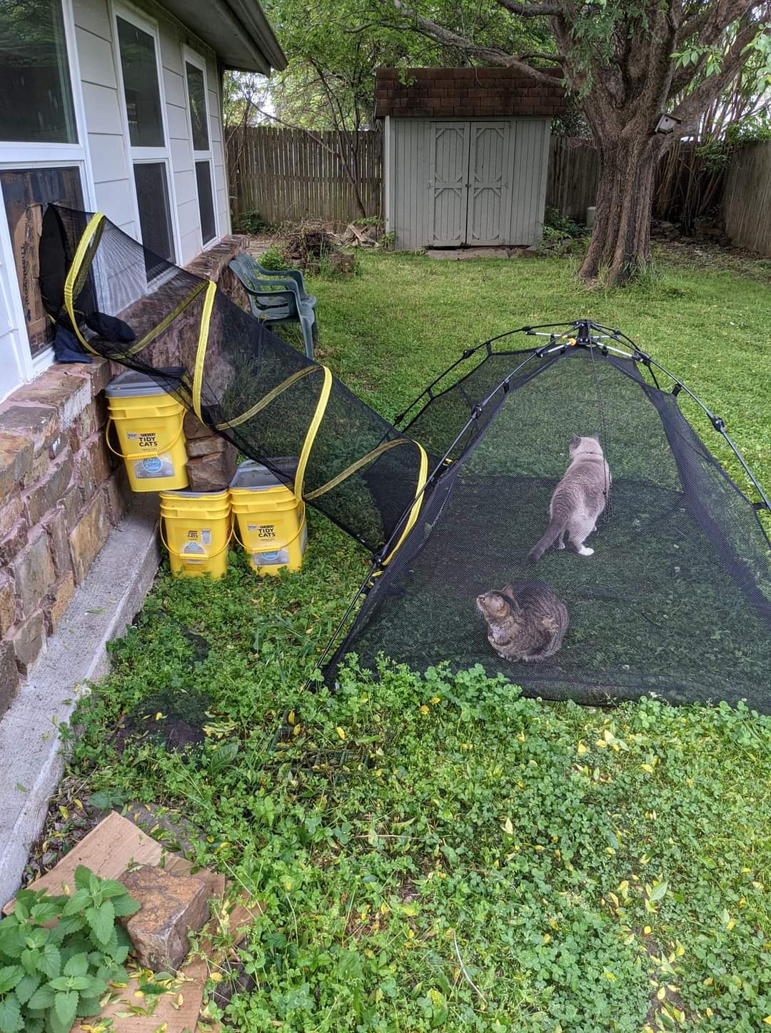 Free+the+kitties%2C+is+what+I+always+say%26%238230%3B