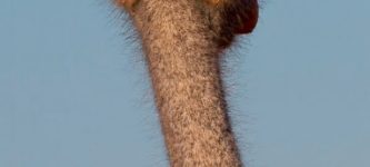 The+ears+of+an+ostrich%2C+FYI.