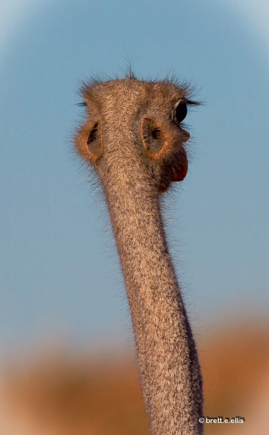 The+ears+of+an+ostrich%2C+FYI.