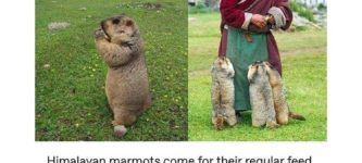 Summon+the+marmot%26%238230%3B