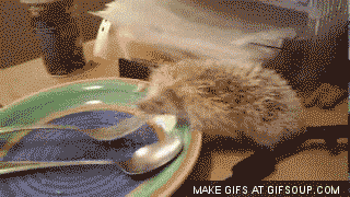 Hedgehog%2C+also+fork+hog.