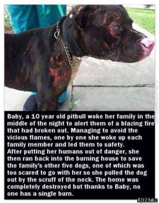 Meet+Baby%2C+the+pitbull.