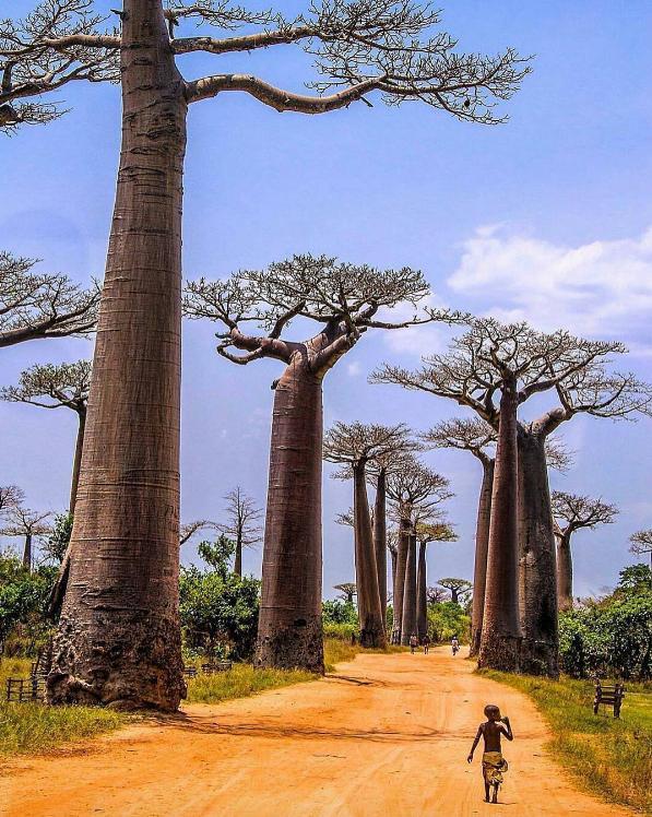 Little+fella+walking+among+giant+trees