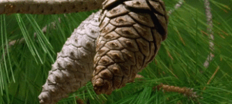 Pinecone+opening