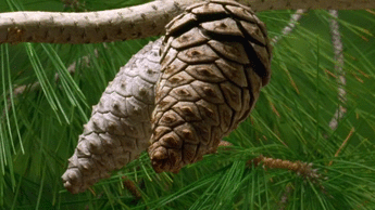 Pinecone+opening