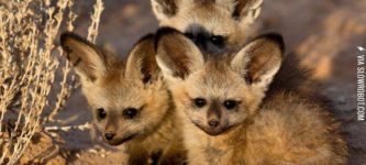 African+bat-eared+foxes