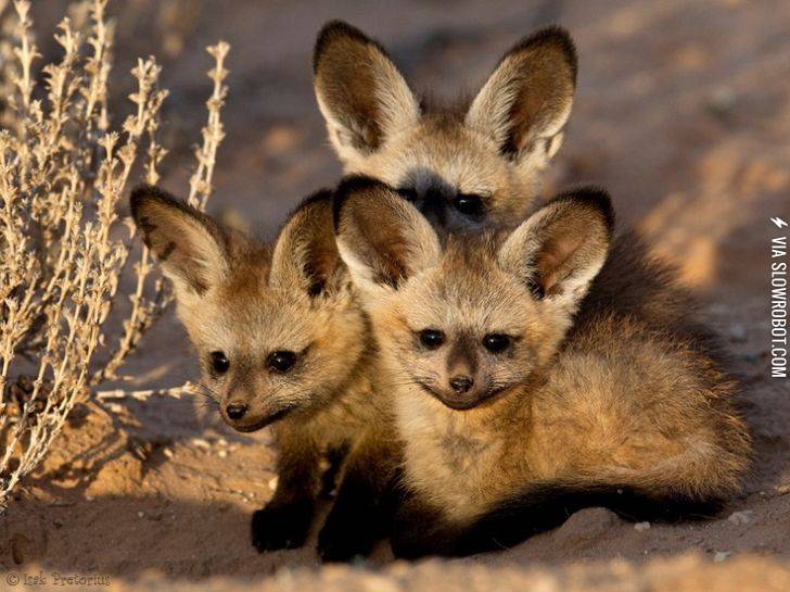 African+bat-eared+foxes