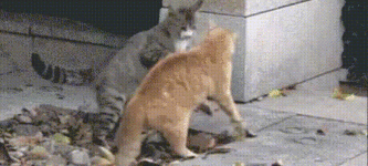 Cat+Headlock+Takedown