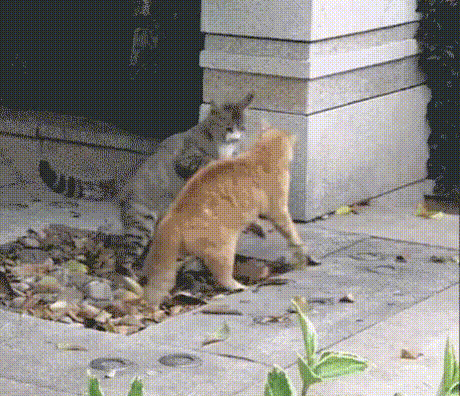 Cat+Headlock+Takedown