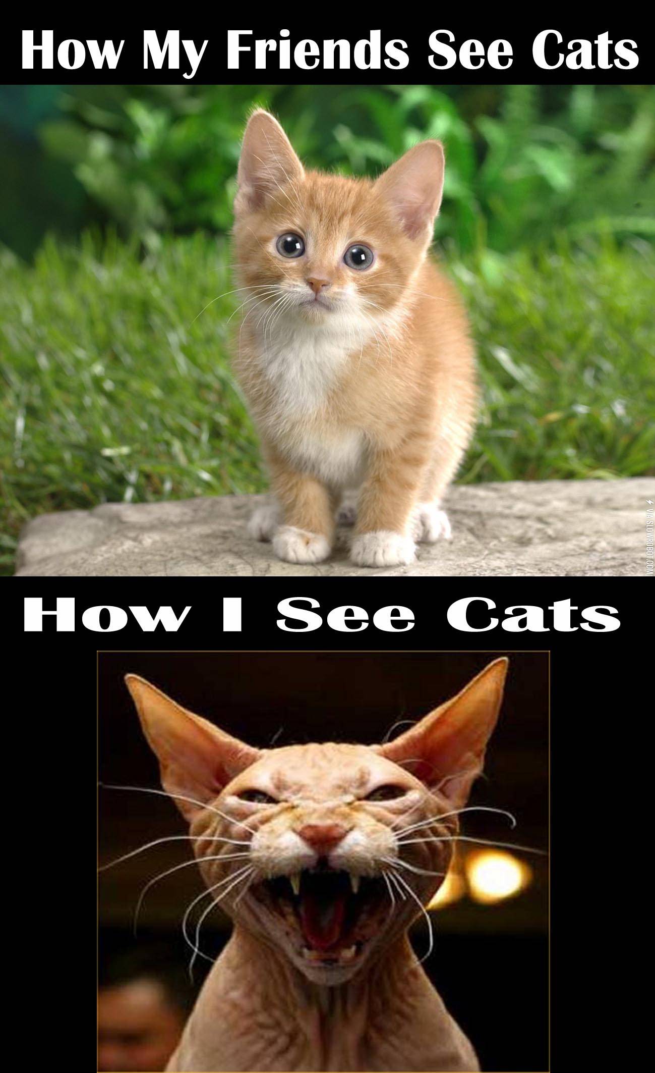 Cats%3A+A+Matter+Of+Perspective