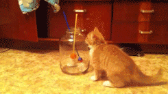Curiosity+jarred+the+cat