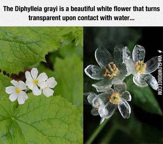 The+Diphylleia+Grayi