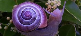 A+Purple+Snail+Found+In+Australia%26%238230%3B