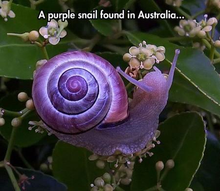 A+Purple+Snail+Found+In+Australia%26%238230%3B
