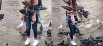 Let%26%238217%3Bs+get+a+photo+of+you+feeding+pigeons%21
