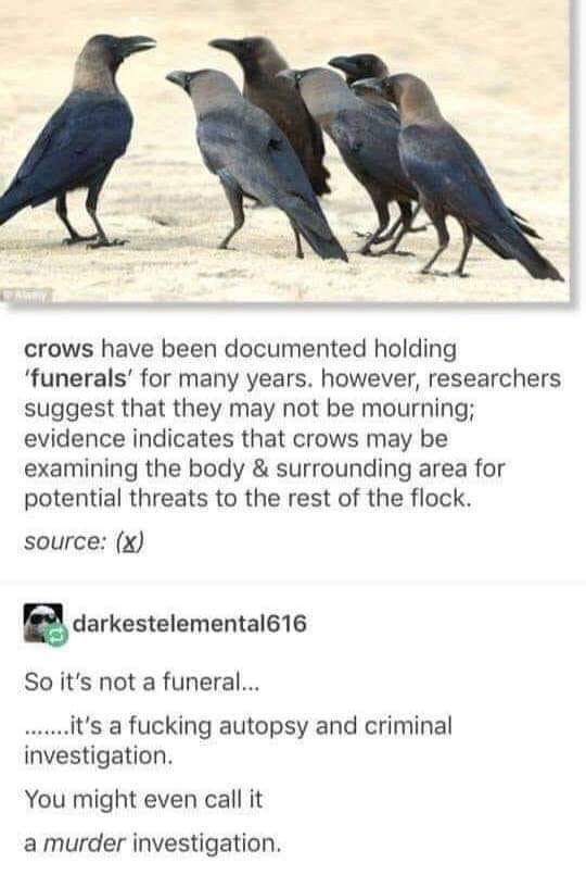 Crow+funerals