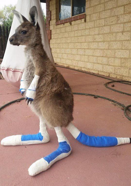 Kangaroo+injured+in+bush+fire+is+making+a+good+recovery