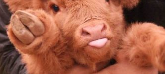 Appreciate+how+cute+Highland+Cow+Calves+are