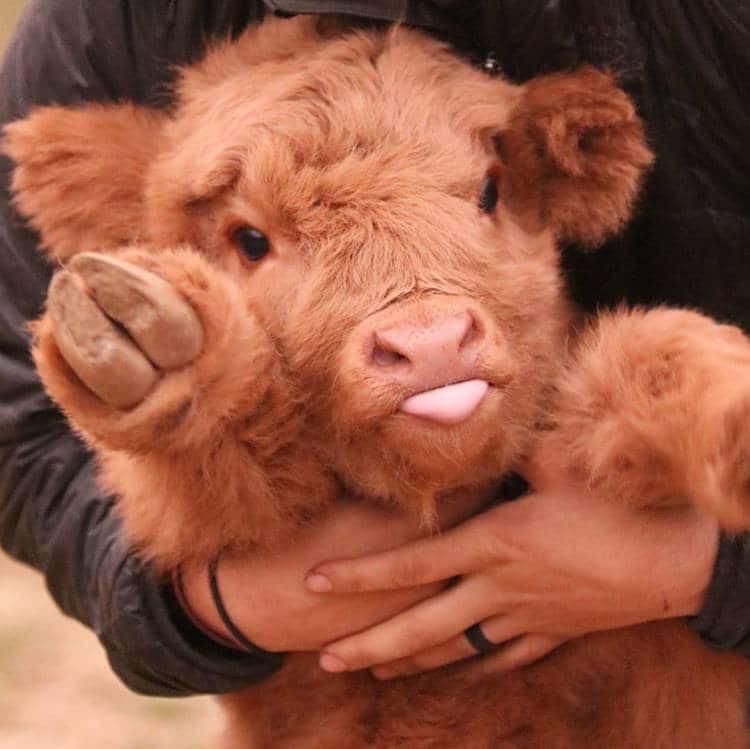 Appreciate+how+cute+Highland+Cow+Calves+are