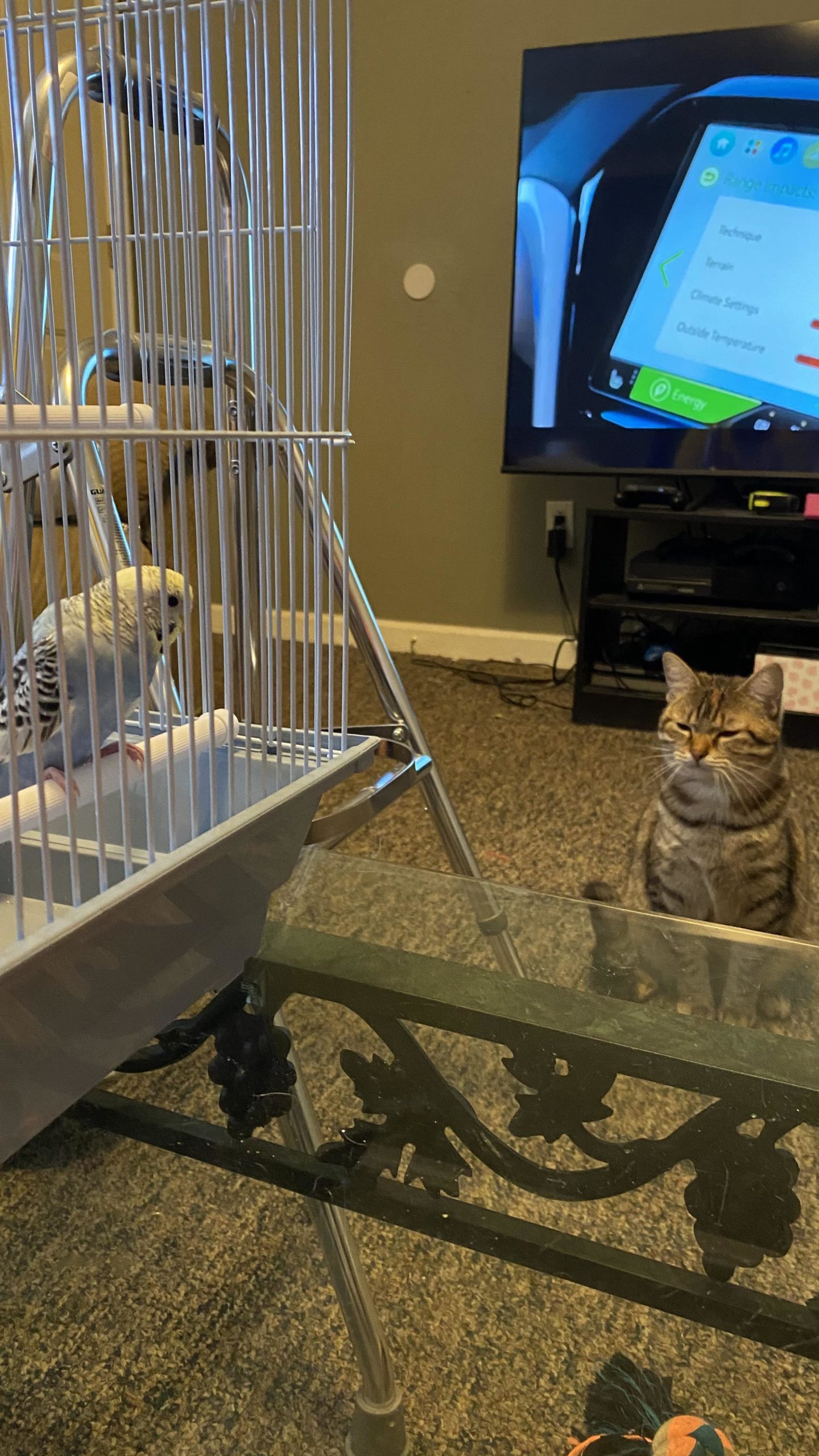 The+cat+offers+disproval+at+birds+being+kept+as+pets.