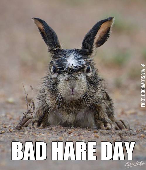 Bad+hare+day.