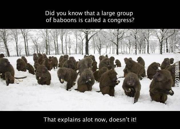 Just+a+bunch+of+baboons%26%238230%3B