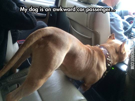 My+dog+is+an+awkward+car+passenger%26%238230%3B