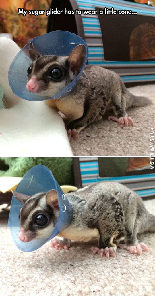 My+sugar+glider+has+to+wear+a+little+cone%26%238230%3B