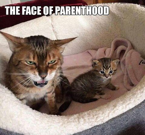 The+same+for+all+species