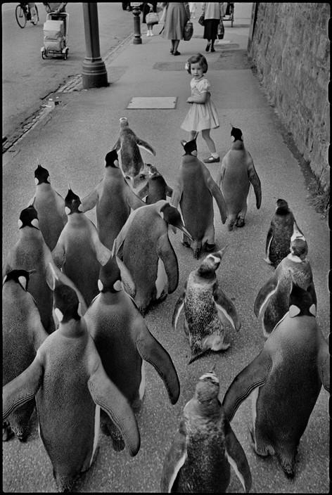 Little+girl+walking+with+penguins.+Zoo+director+walks+penguins+through+the+city+every+week+in+order+to+attract+people+to+the+zoo%2C+Edinburgh%2C+Scotland%2C+1950