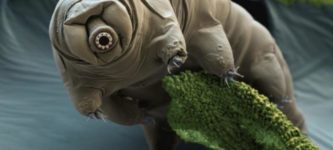 This+tardigrade+under+an+electron+microscope