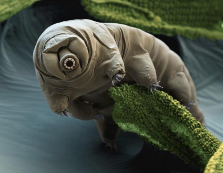 This+tardigrade+under+an+electron+microscope