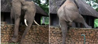 A+jumbo+elephant+carefully+climbing+a+wall+to+steal+mangoes+from+a+safari+lodge%26%238217%3Bs+tree.