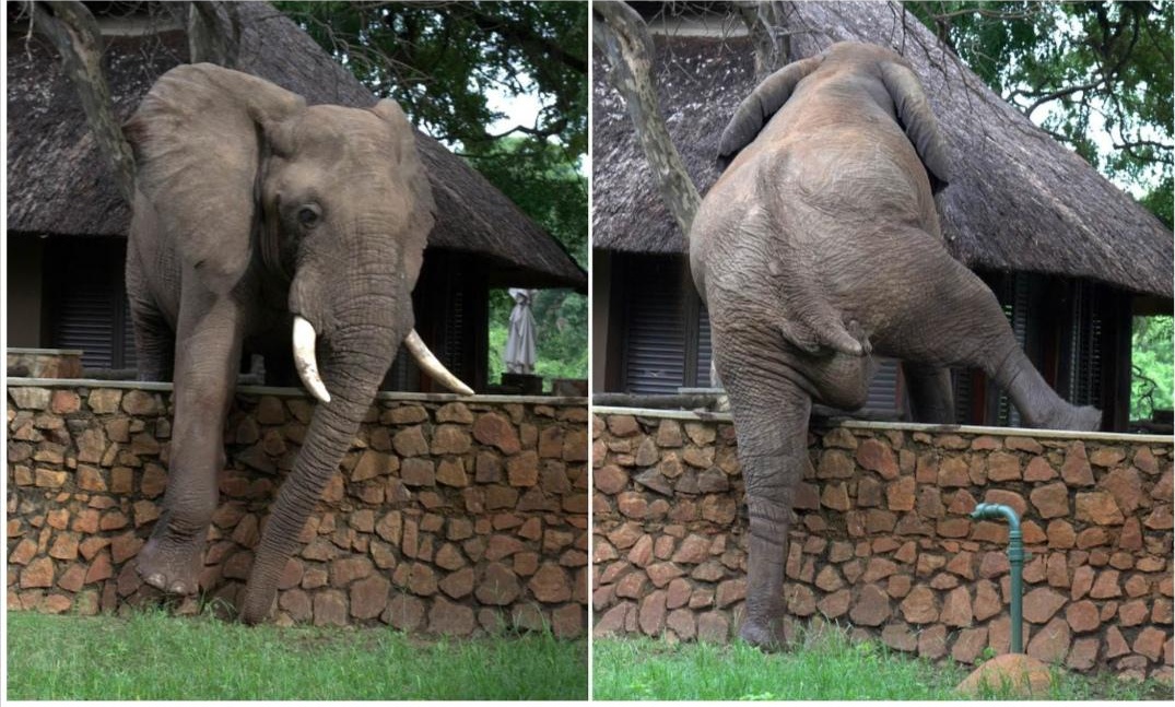 A+jumbo+elephant+carefully+climbing+a+wall+to+steal+mangoes+from+a+safari+lodge%26%238217%3Bs+tree.
