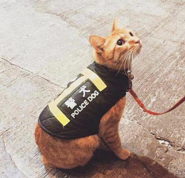 When+you+lie+on+the+resume+but+nail+the+interview%26%238230%3B