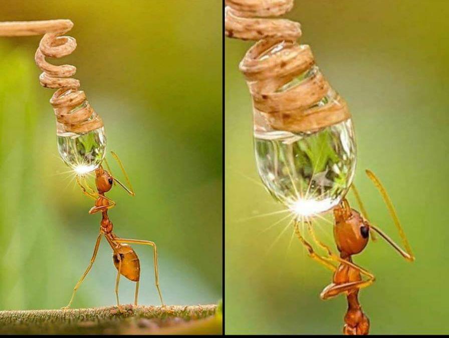 Ants+get+the+thirst%2C+as+well.