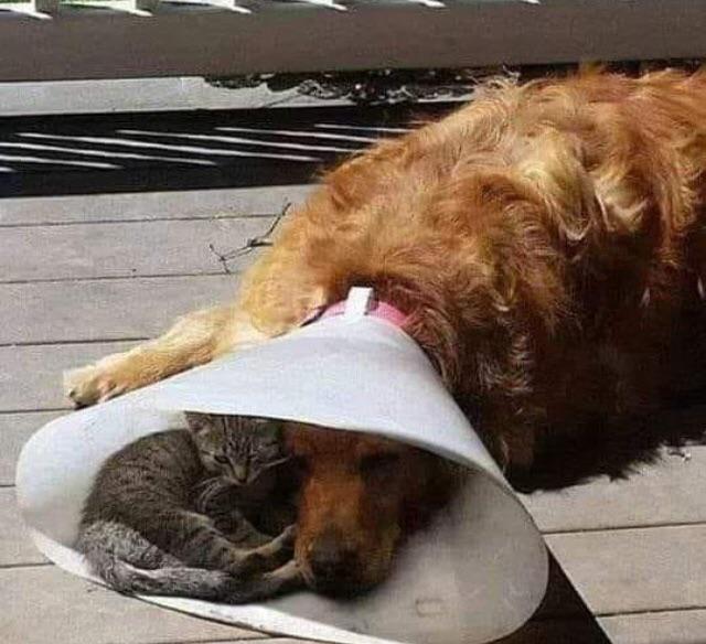 Emotional+Support+Kitty