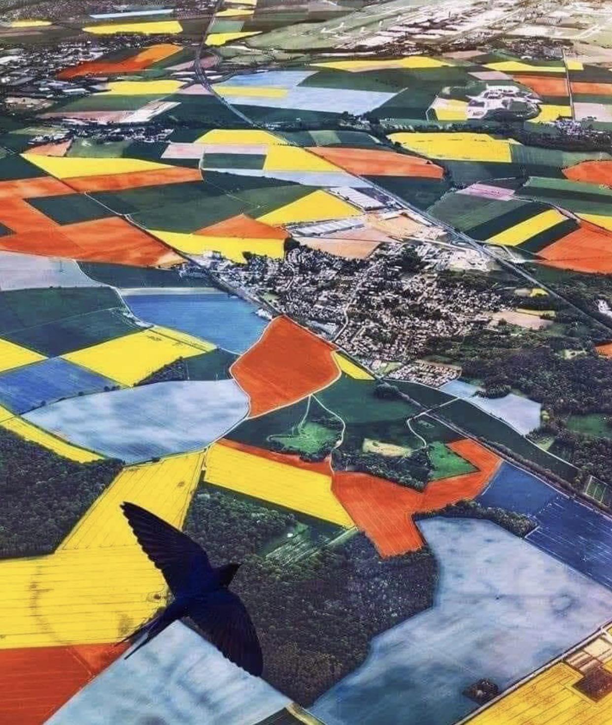 Aerial+View+of+the+Netherlands+during+Tulip+Season