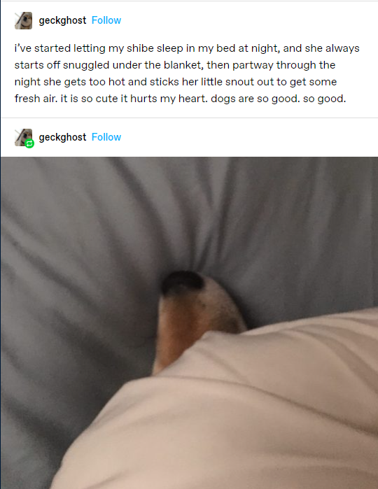 snouts+out+for+fresh+air.