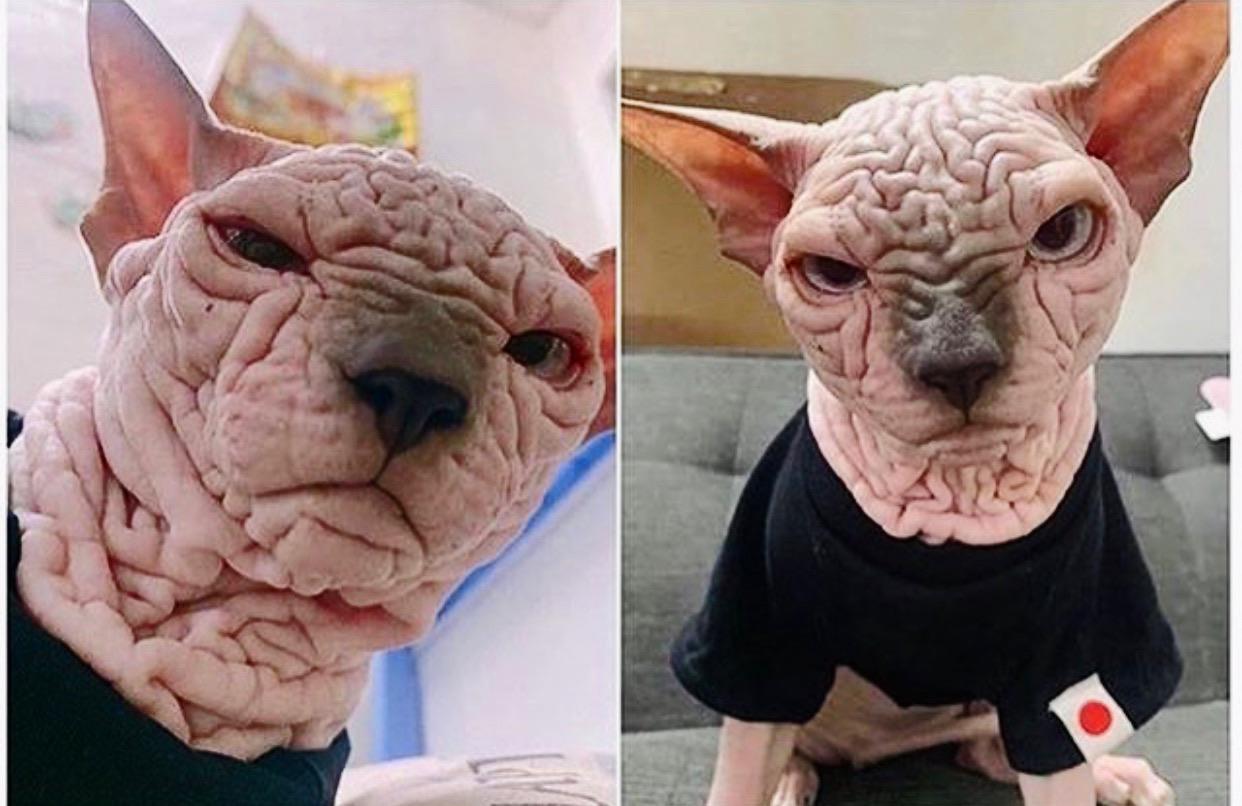 How+my+brain+looks+when+people+ask+me+stupid+questions.