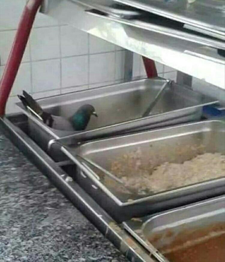 That+moment%2C+when+you+hope+desperately+the+guy+ahead+of+you+won%26%238217%3Bt+take+the+last+pigeon.