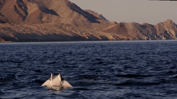 I+would+watch+this+reboot+of+Free+Willy.