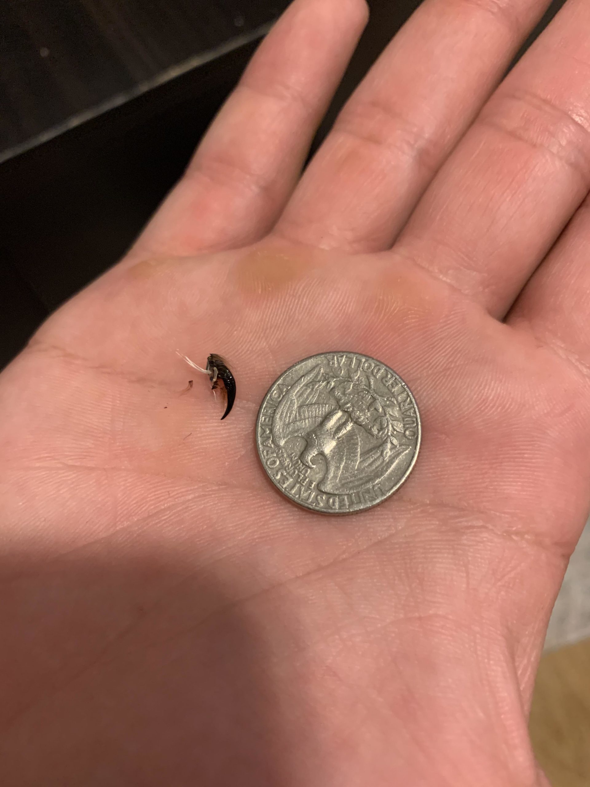 Tarantulas+molt+their+fangs%2C+apparently.