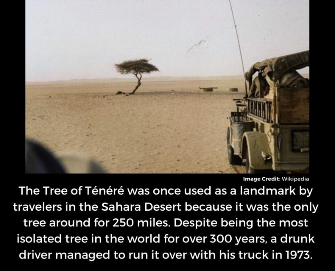 He+probably+thought+there+were+two+trees%26%238230%3B