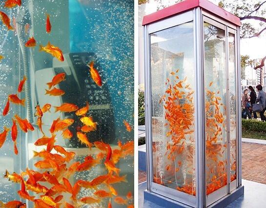 A+phone+booth+is+converted+to+an+aquarium+in+Japan.