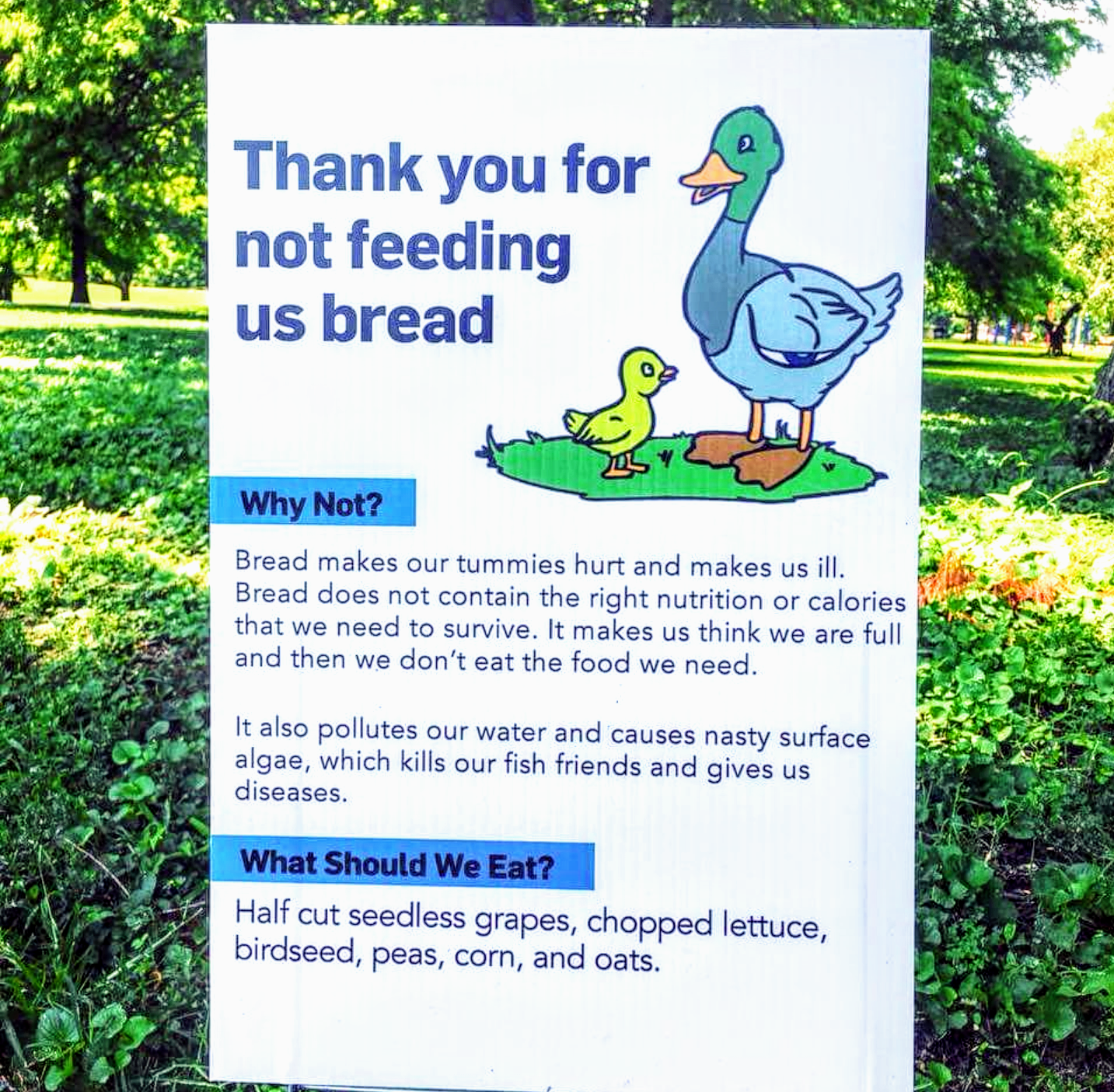 PSA%3A+Stop+feeding+the+birbs.