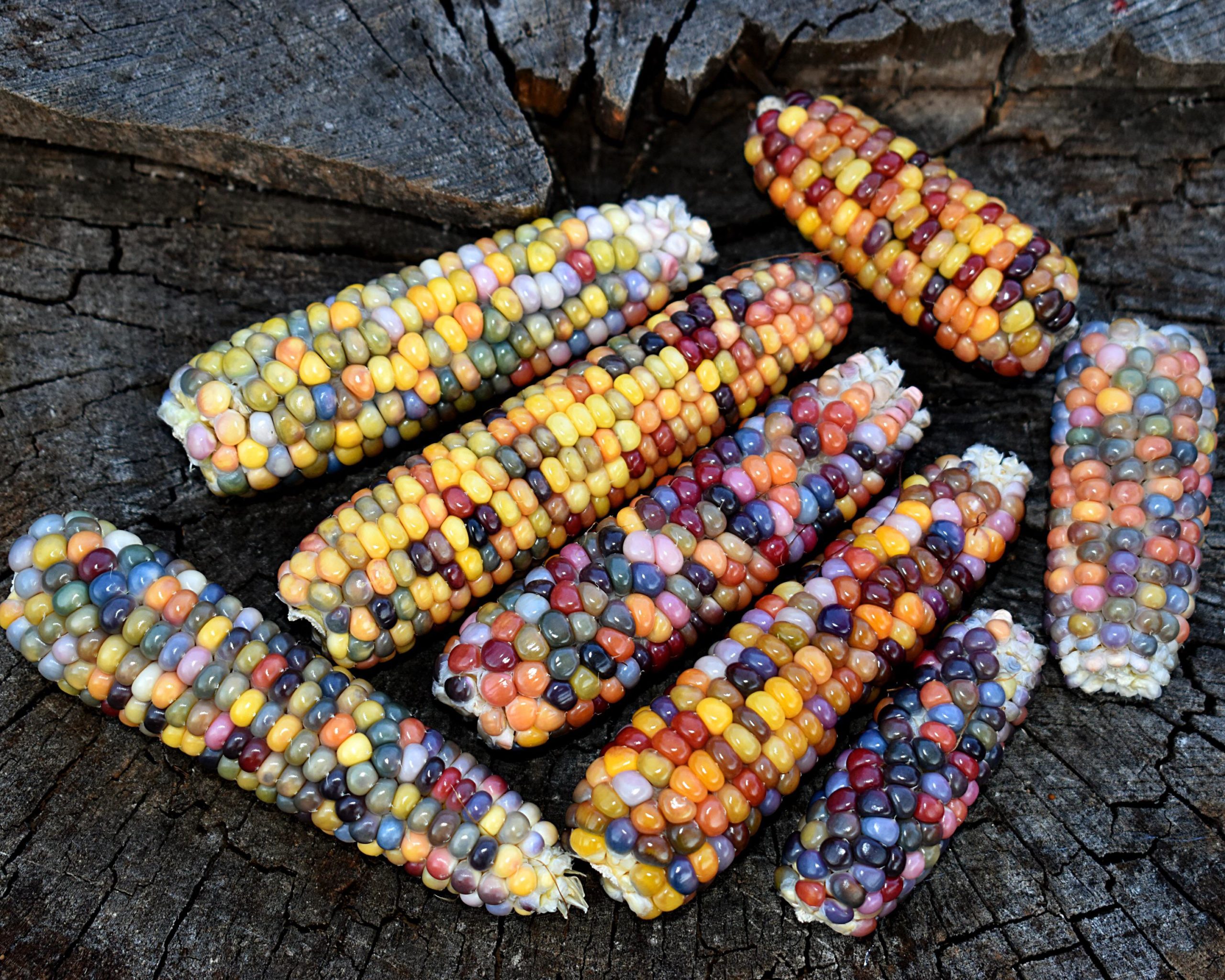 Fresh+gem+corn+variety.