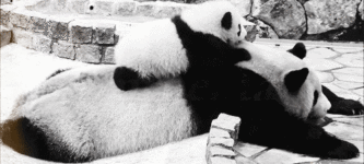 A+panda%26%238217%3Bs+life.