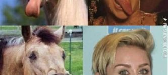 Horses+that+look+like+Miley+Cyrus.