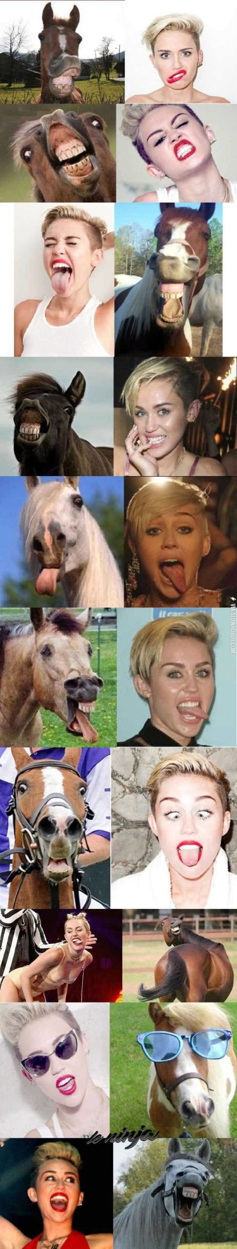 Horses+that+look+like+Miley+Cyrus.